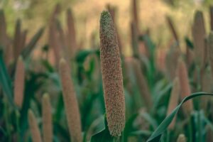 Starting a millets business in India is both rewarding and impactful-Teluguways.com