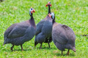 Guinea fowl birds in a farm setting, showcasing their natural habitat and farming environment.Teluguways.com