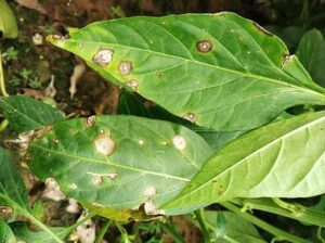 Fungal wrinkles వల్ల మెరపా ఆకులపై తెల్లటి పొడి మచ్చలు మరియు ముడతలు