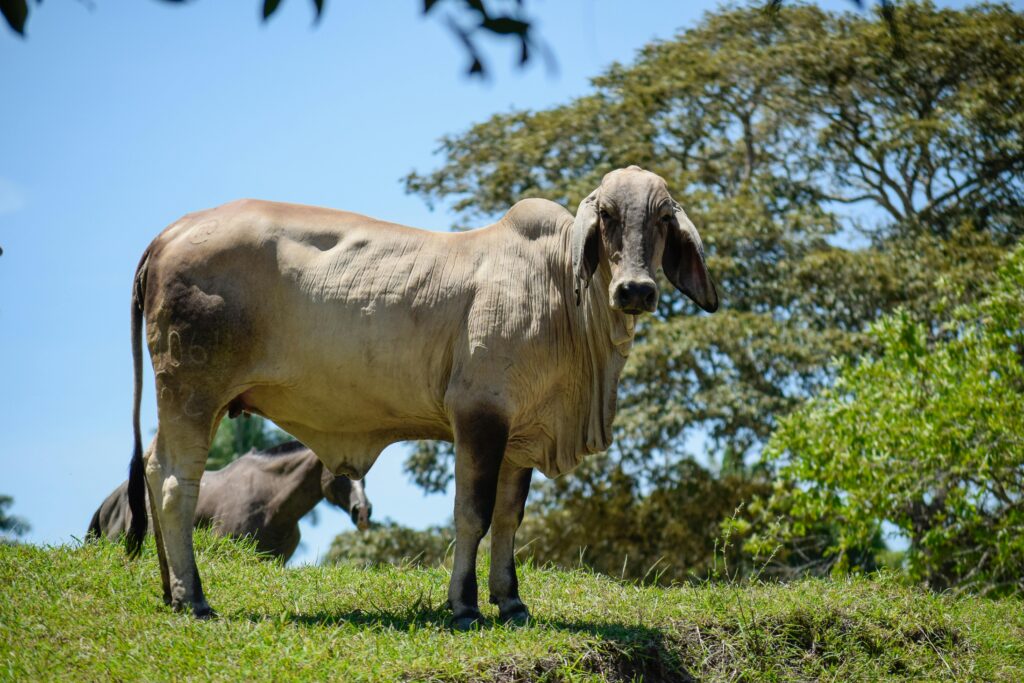 Farmers tending to cattle on a green pasture, representing government support for livestock farming in India-Teluguways.com