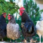 Low-cost chicken farm setup with a small coop, free-range chickens, and basic feeding equipment- Teluguways.com