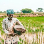 Indian farmers working in a vibrant green paddy field during the harvest season. Current trends in Indian farming
