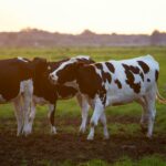 Illustration of India's dairy industry: farmers milking cows, milk processing plants, and government support fostering growth-Teluguways.com