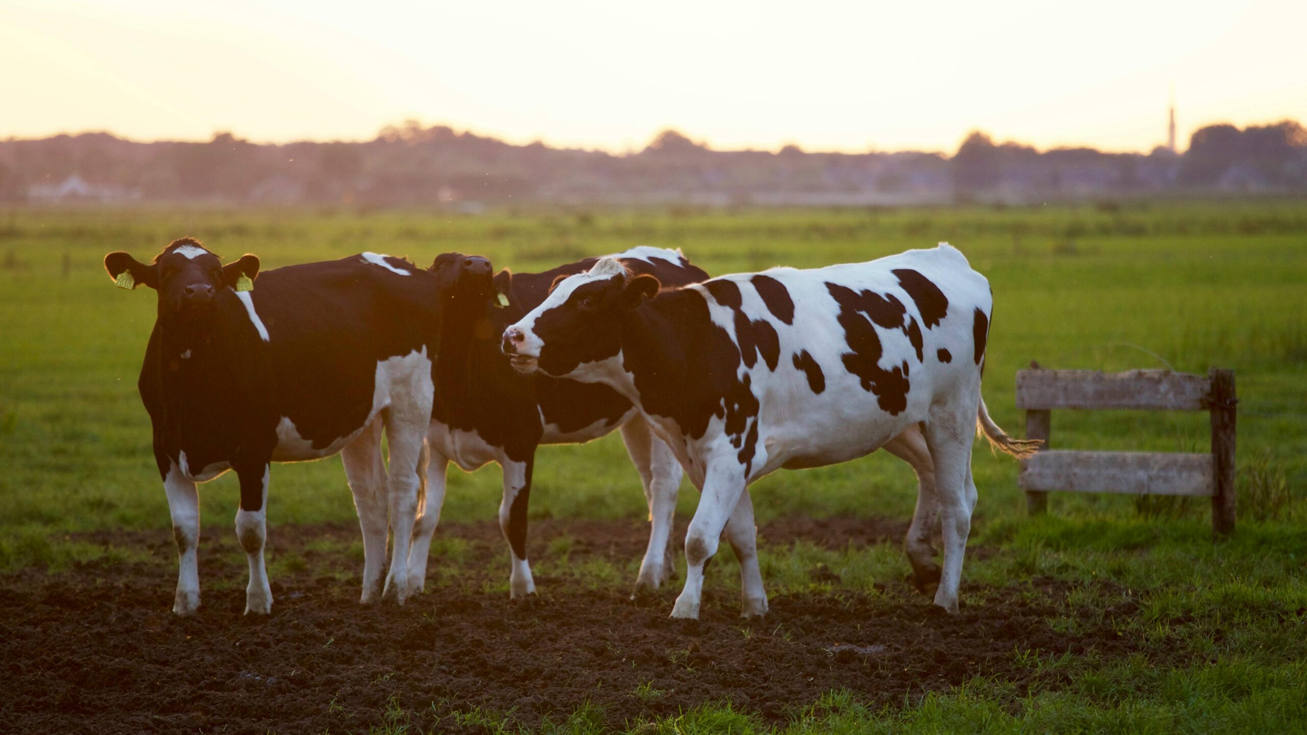 Illustration of India's dairy industry: farmers milking cows, milk processing plants, and government support fostering growth-Teluguways.com
