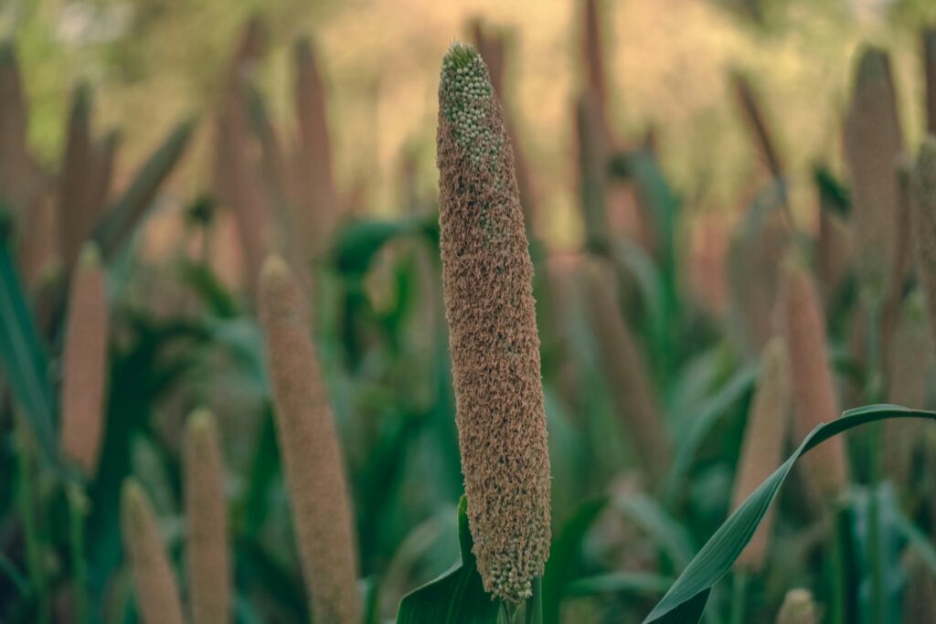 Starting a millets business in India is both rewarding and impactful-Teluguways.com