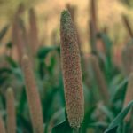 Starting a millets business in India is both rewarding and impactful-Teluguways.com