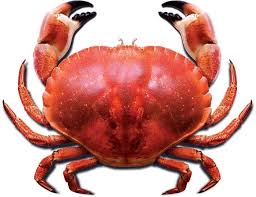 Cooked lobster served on a plate with lemon wedges and herbs, highlighting its rich nutritional value. health benefits of eating lobsters