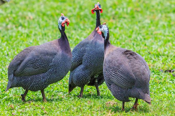 Guinea fowl birds in a farm setting, showcasing their natural habitat and farming environment.Teluguways.com