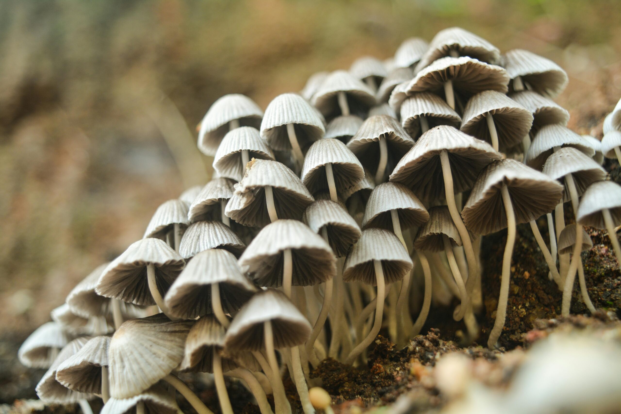 Variety of edible mushrooms including shiitake, oyster, and portobello