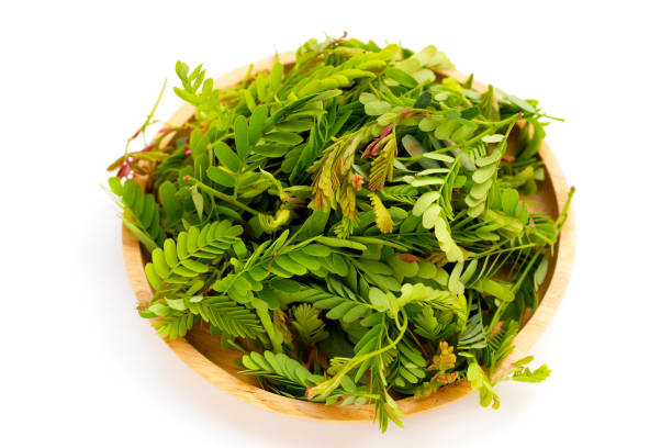 Fresh tamarind leaves (chinta chiguru) on branch