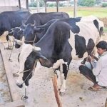 AP Dairy Farmers Subsidy 70% shed construction and Rs 15000 support for fodder cultivation