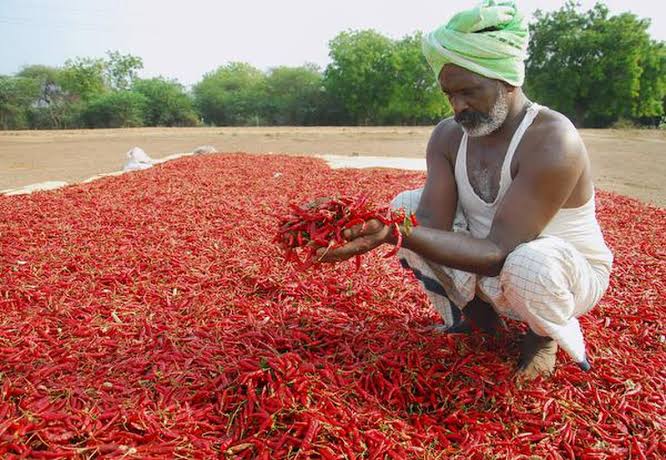 Chilli Farmers Loan Support and Insurance Schemes in Andhra Pradesh