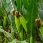 🌽 మొక్కజొన్న పంటలో ప్రధాన రోగాలు – లక్షణాలు