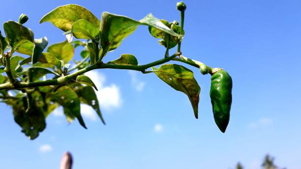 Chilli Fruit Borer Control in Mirchi Crop – మిరప పండుకు తెగులు నివారణ పద్ధతులు