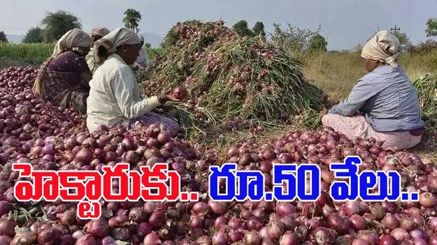 Andhra Onion Farmers Relief - ఉల్లి రైతులకు హెక్టారుకు ₹50,000 ఆర్థిక సహాయం