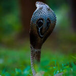 Endangered Indian Cobra in natural habitat