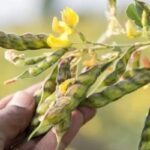 Red gram crop cyclone precautions in flowering stage 🌾