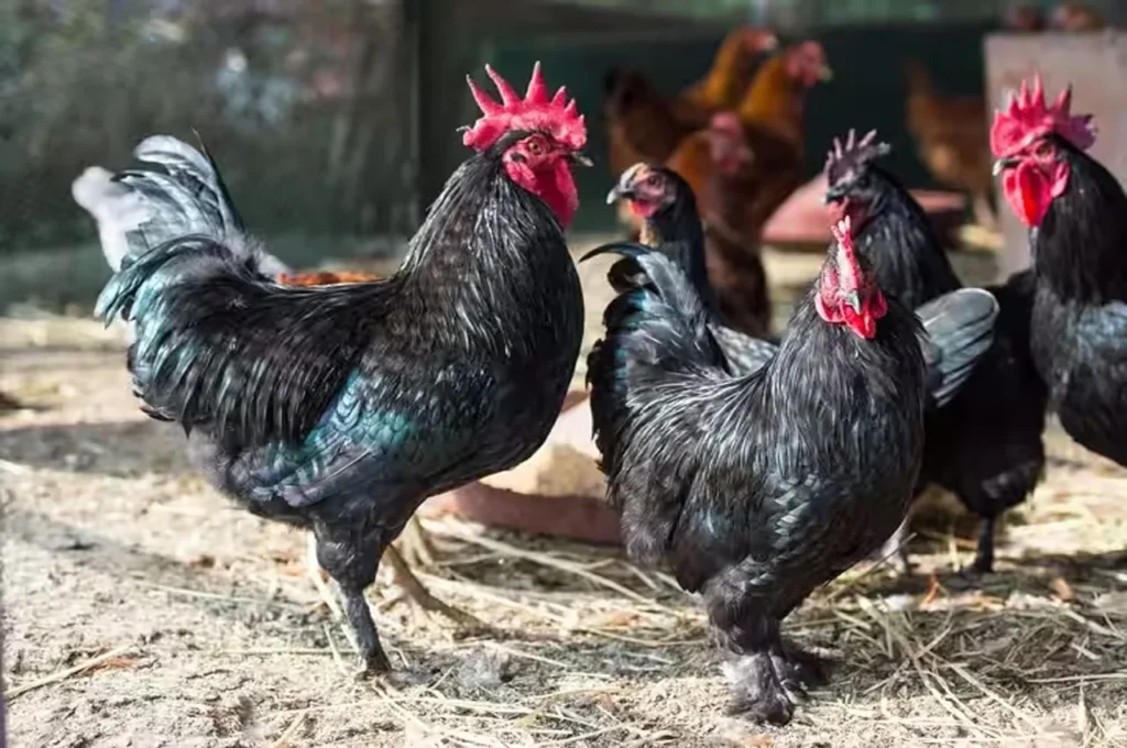 Narmada Nidhi Chicken Benefits – కొత్త ప్రోటీన్ రిచ్ బ్రీడ్, healthy & tasty alternative to Kadaknath 🐔💪