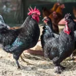 Narmada Nidhi Chicken Benefits – కొత్త ప్రోటీన్ రిచ్ బ్రీడ్, healthy & tasty alternative to Kadaknath 🐔💪