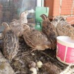 Quail Farming Business Profit – కౌజు పిట్టల పెంపకం ద్వారా అధిక లాభాలు