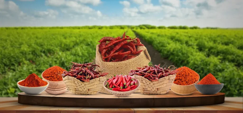 Traders inspecting dried red chillies quality and moisture before purchase - Teluguways.com